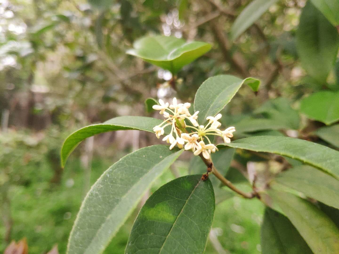 桂花怎么才能早开花,桂花多开花的正确方法