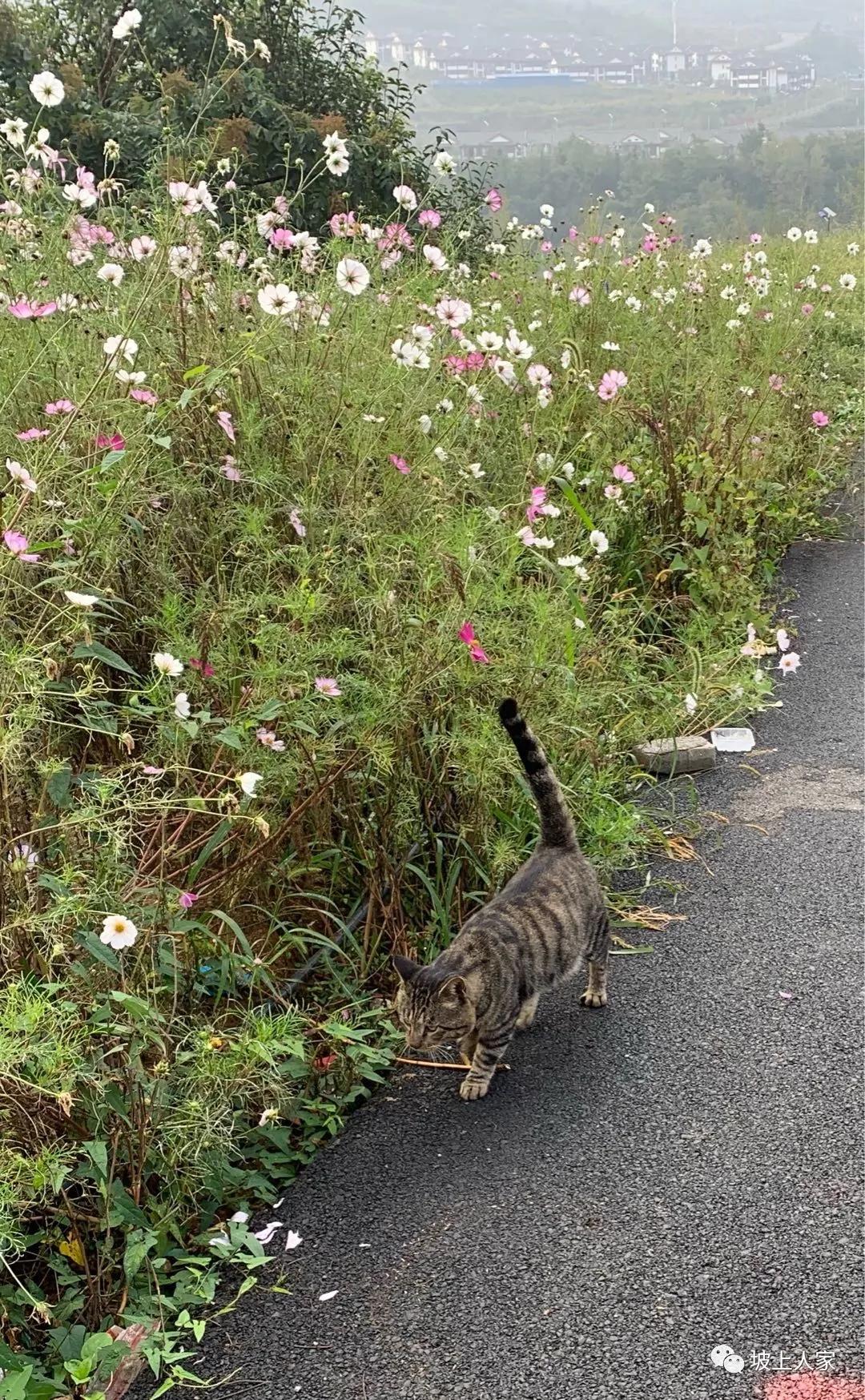 一只宠物猫在外面可以活多久,单独养一只猫它会孤独吗