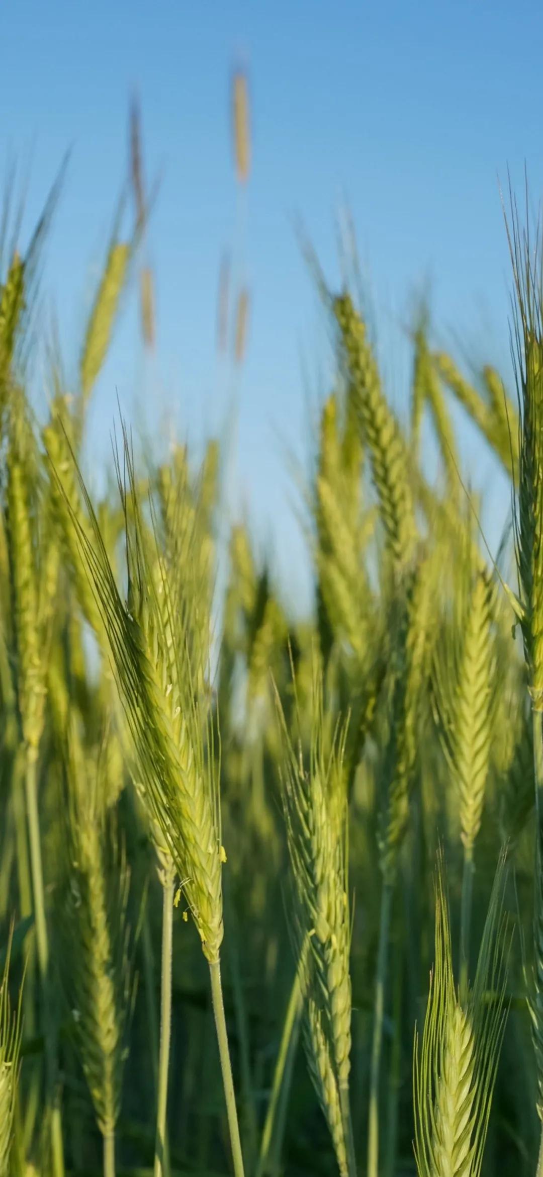文艺素雅治愈植物手机壁纸,唯美治愈系手机壁纸植物