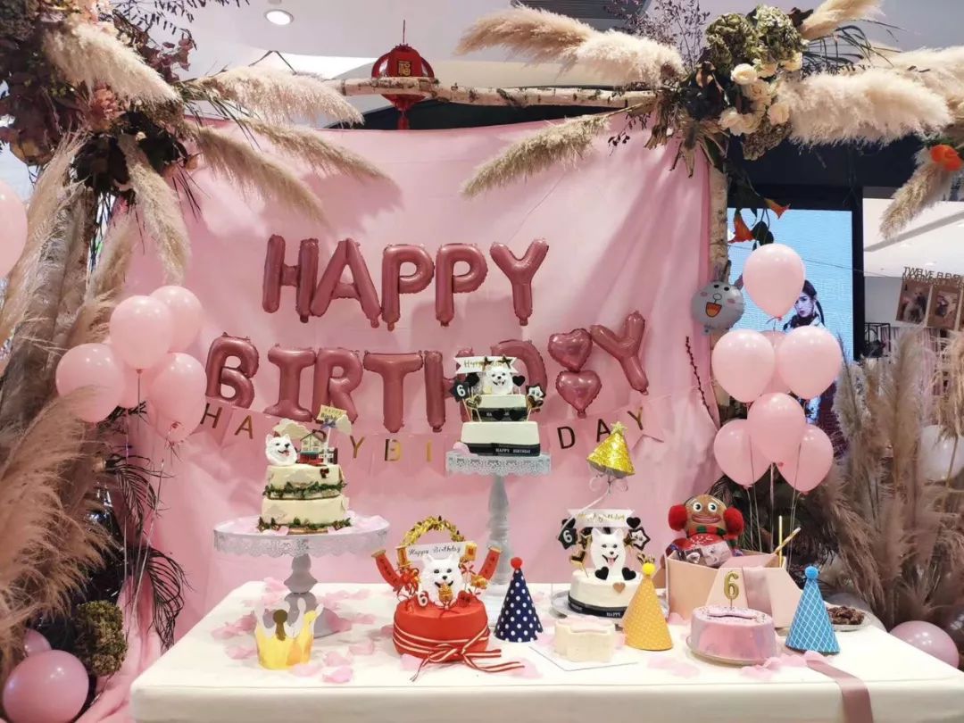 开宠物店成都哪里最好卖,成都最大宠物连锁店