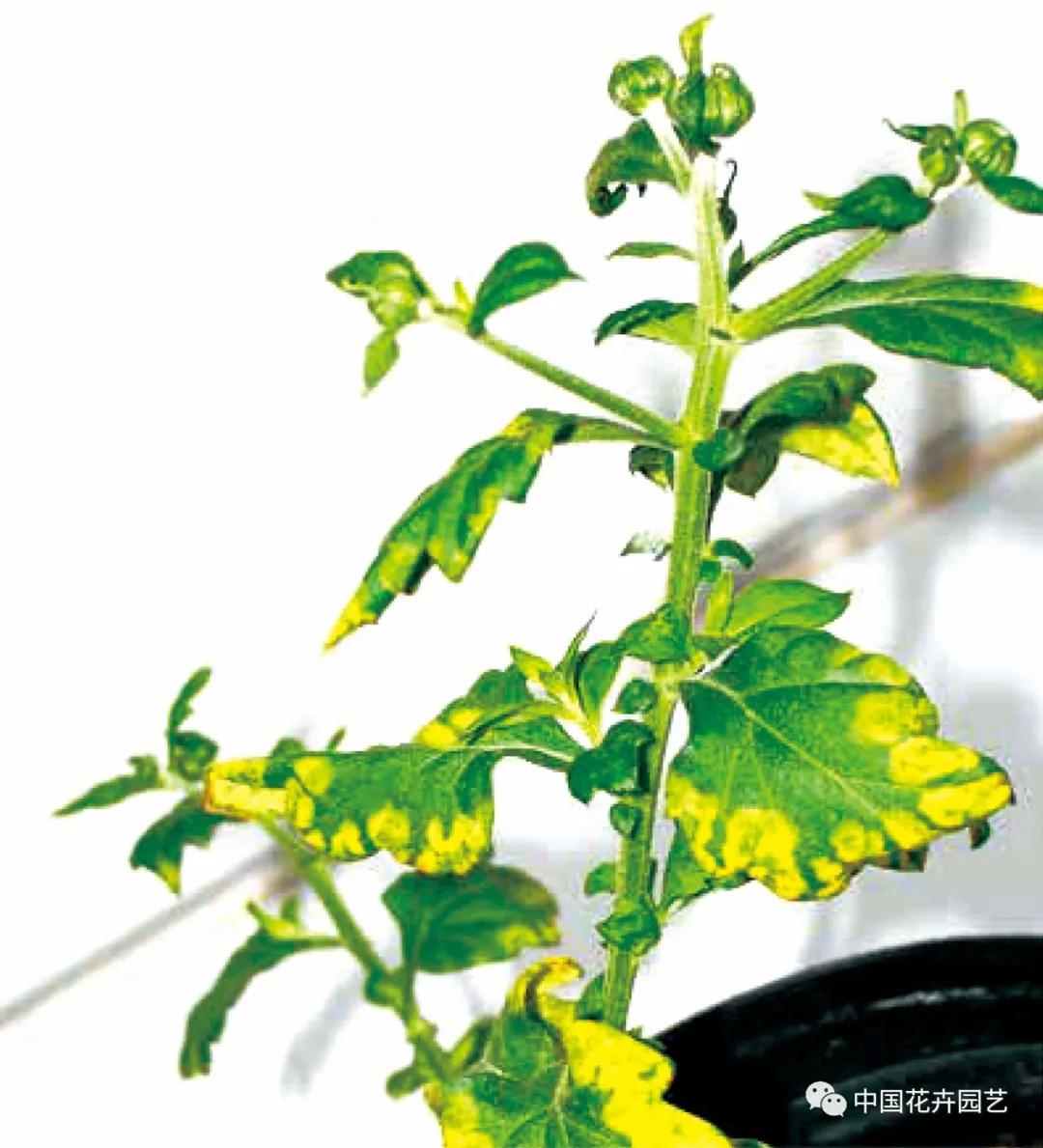 植物病毒都有哪些,植物的病毒