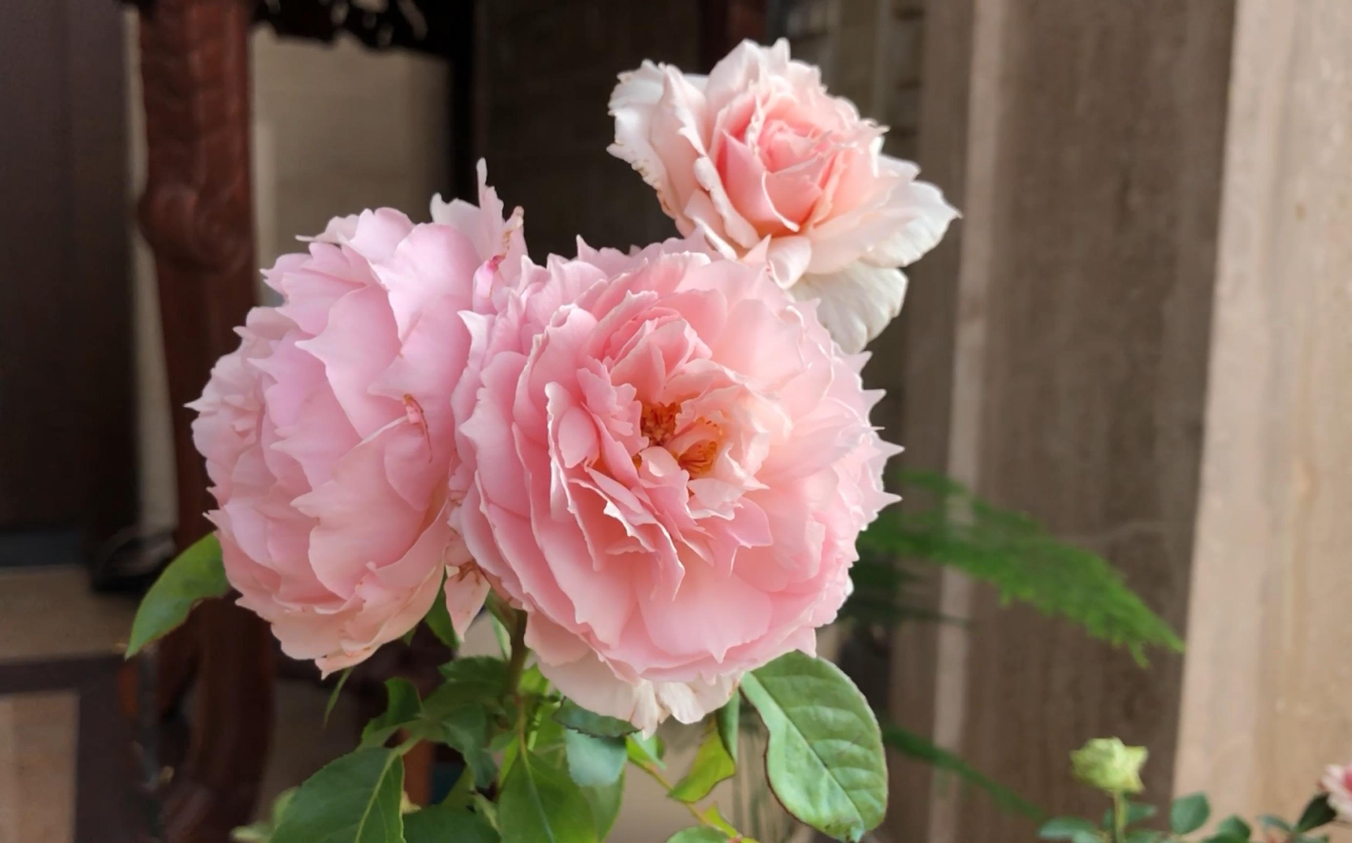 适合院子种的藤本月季品种,好养的藤本月季品种有哪些优点