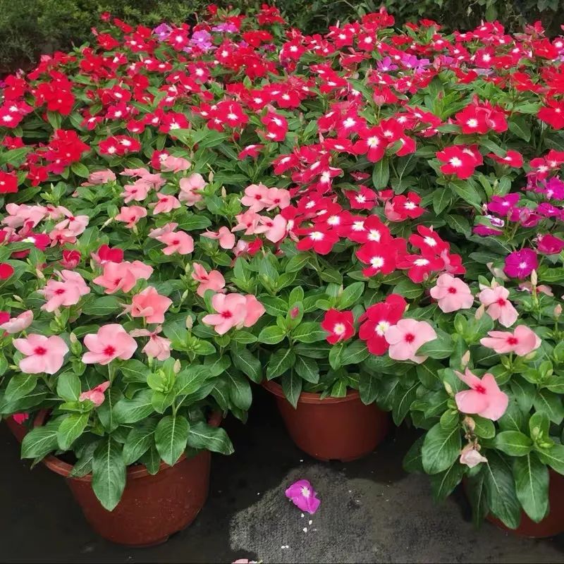 “开花机器”长春花冬天有“5怕”，避开了才能越养越精神