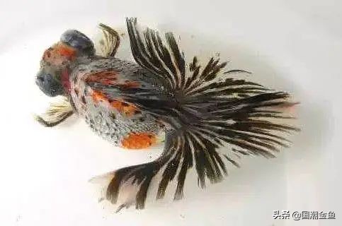 最有特色的金鱼,传统老三样金鱼