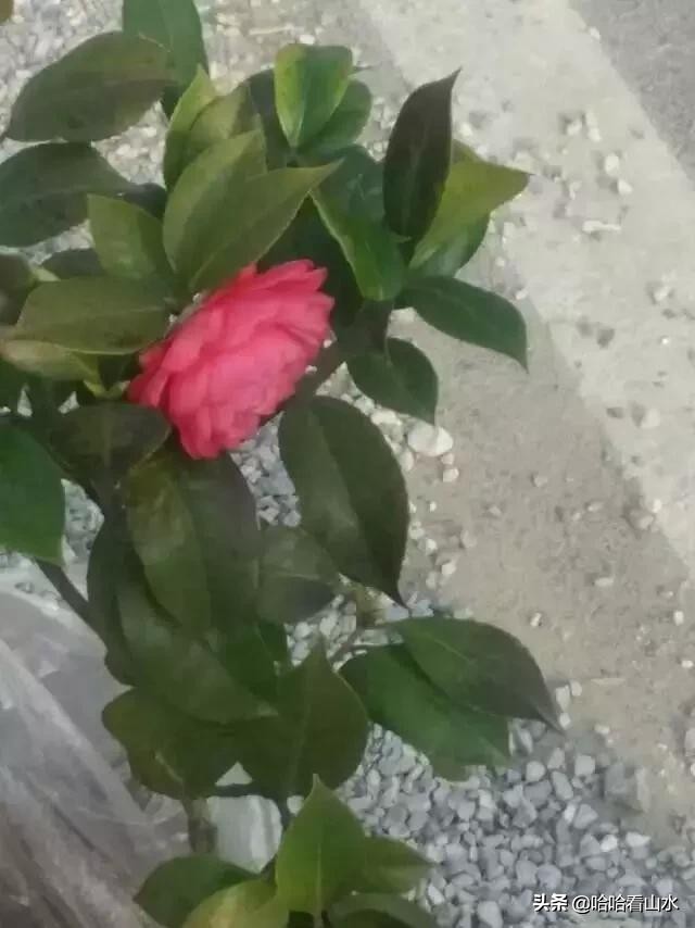 希尔寨，花的世界，花的海洋