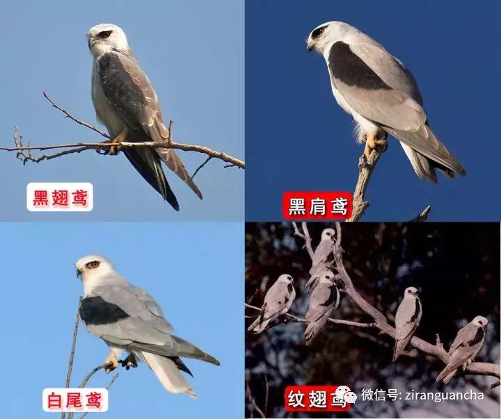 睁大眼睛，别以为它们都是一种鸢