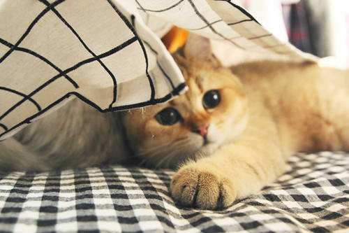 小猫得了鼻支怎么办,小猫得了猫鼻支大猫吃什么