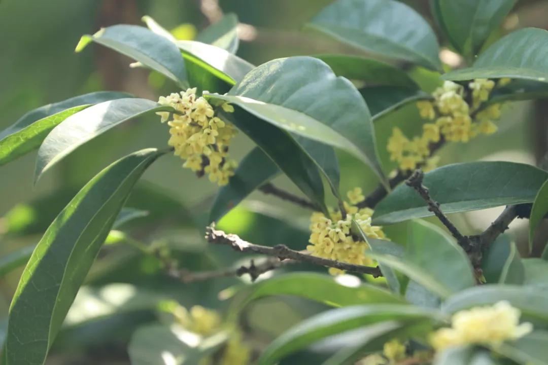 秋分来了，今天有个重要的节日！杭州何时入秋？警惕“秋老虎”