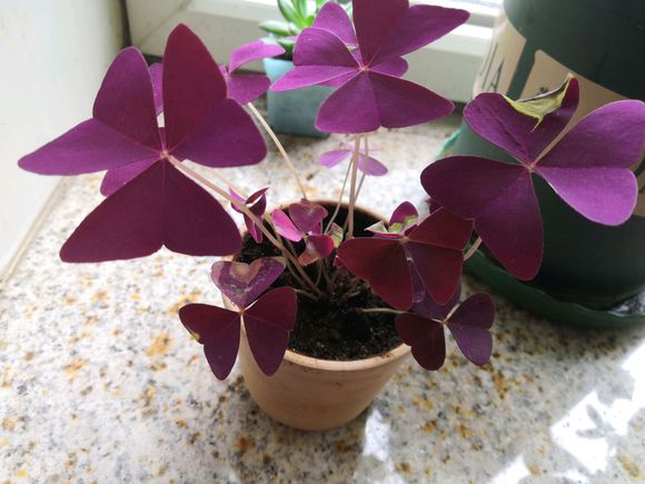 想让花叶绿又茂盛上什么肥,紫叶酢浆草几天可以出苗