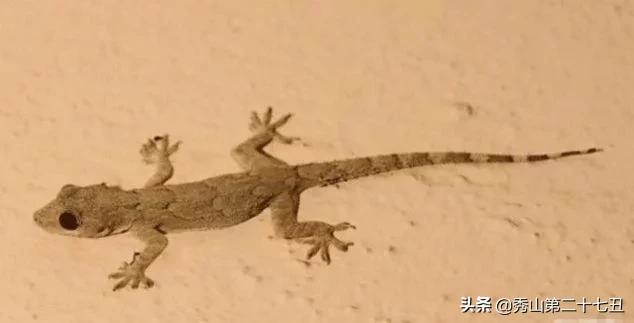 如果被大壁虎咬了会无药可救吗,壁虎有毒吗被壁虎咬了怎么办