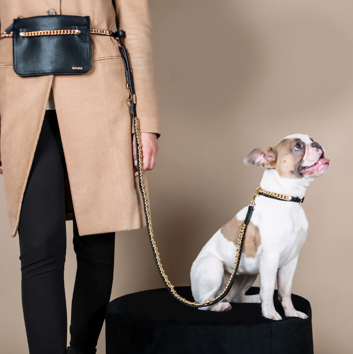 生活在宠物天堂的动物,在天堂的猫狗