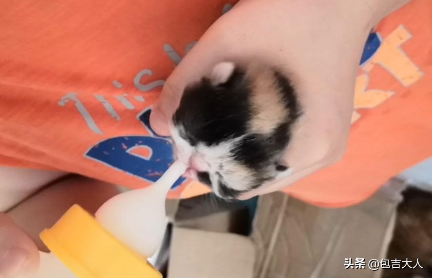 养猫经验杂谈论文摘要大全,养猫经验大分享