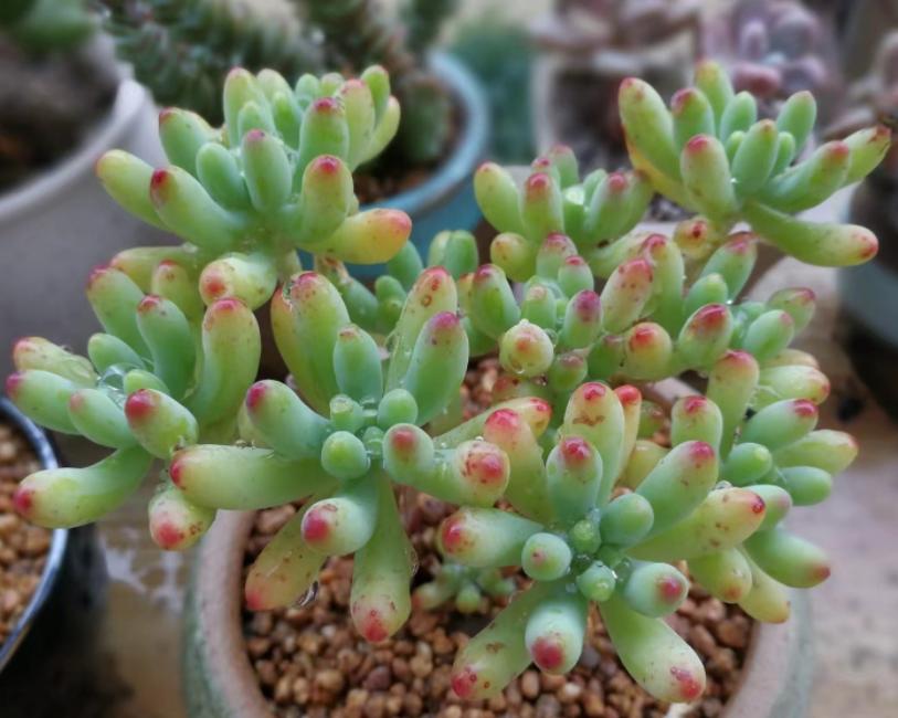 夏季多肉淋雨了怎么处理,多肉淋雨了怎么处理