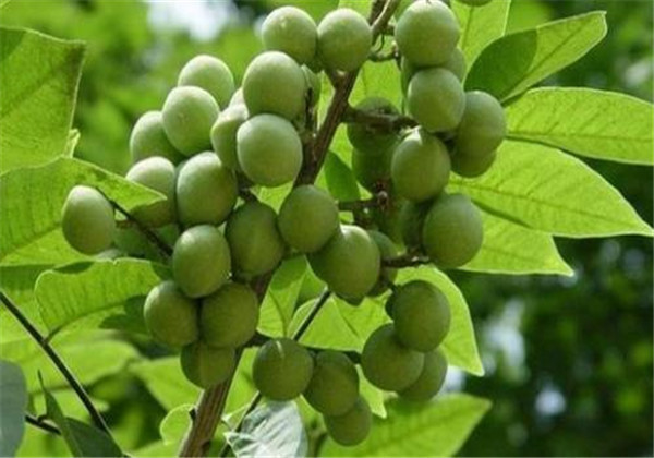 无患子树可以在北方家中种植吗,无患子植物种植