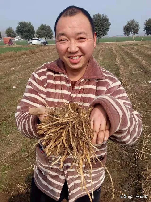 上蔡“芦笋大王”让贫困户抱上“聚宝盆”！