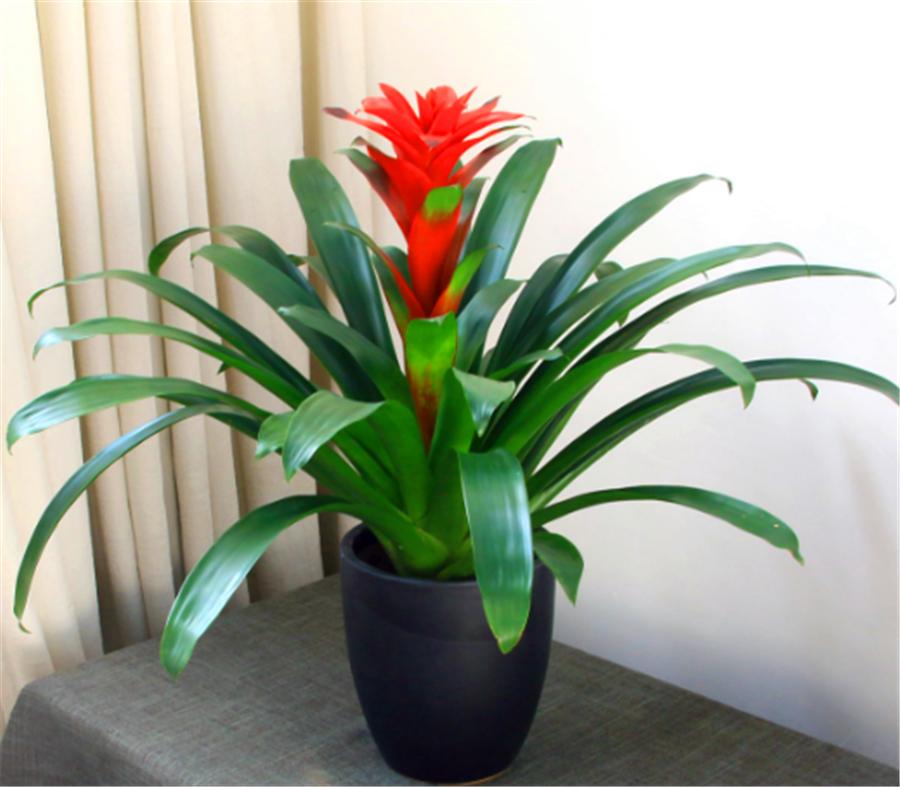 养最美年宵花鸿运当头，学会4个“巧办法”，叶子油绿开花多