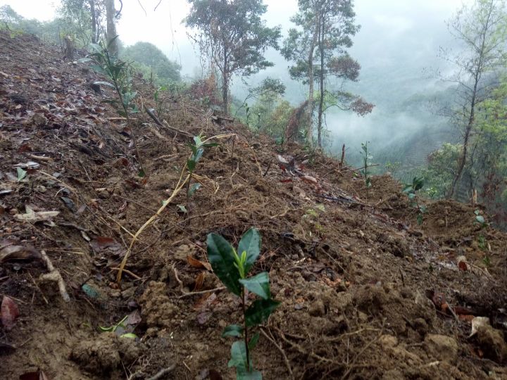 种植茶叶致富村民,你相信勤劳就能致富吗