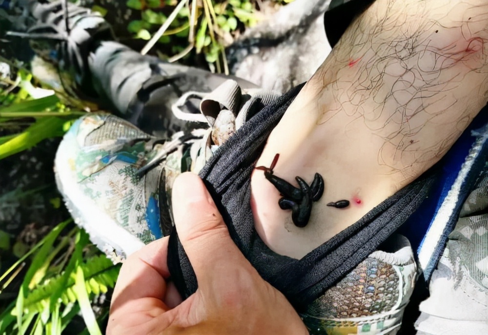 水蛭被人吃进肚子里它能活多久,水蛭被吃到肚子里能活吗