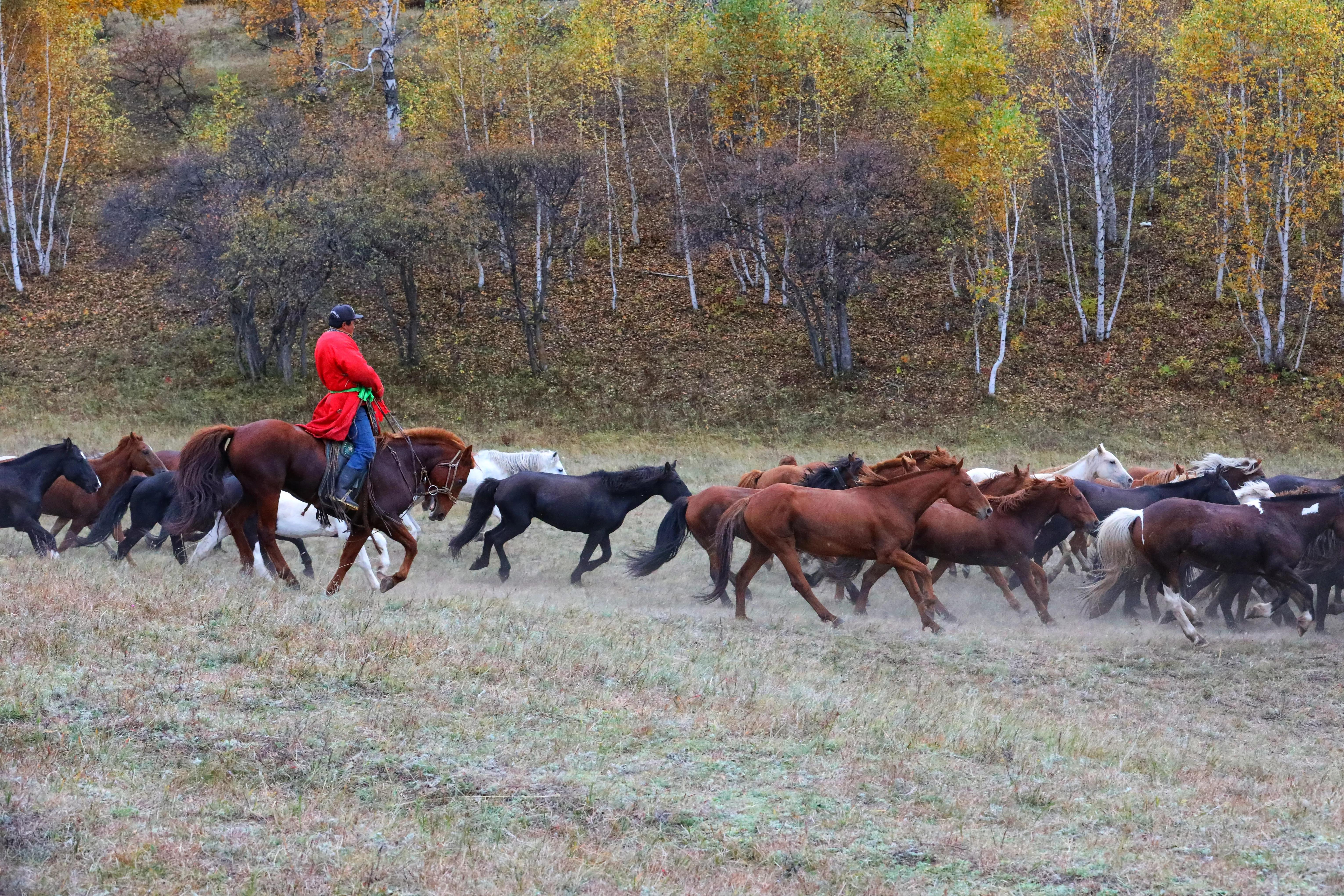 坝上秋色草原,坝上草原游记作文