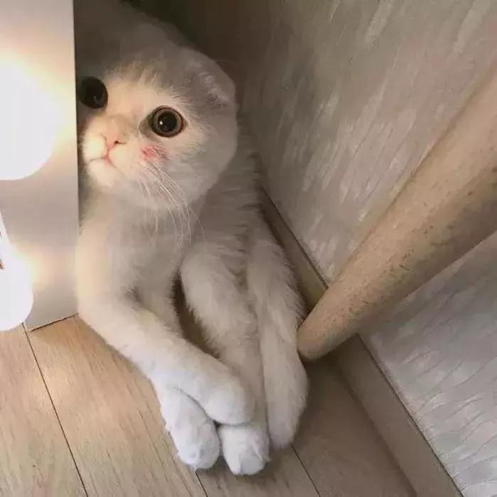 猫咪怀孕怎么才知道,猫咪怀孕怎么办呀