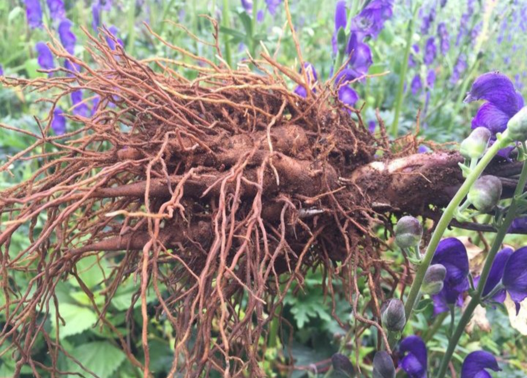 鎴峰涓嶈兘瑙︾鐨勬瘨鑺辨湁鍝簺,鍝簺姣掕姳涓嶈兘瑙︾