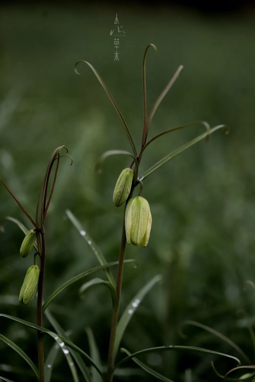 四明山龙观山,四明山国家森林公园樱花