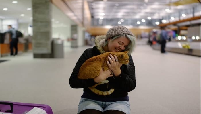 带猫咪回农村老家跑丢了怎么办,带猫咪出去玩跑丢了怎么找回来