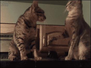 猫咪也会生气的视频,猫咪生气发怒哈气是怎么发出的