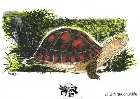 黄缘龟新手指南,怎么挑选黄缘龟