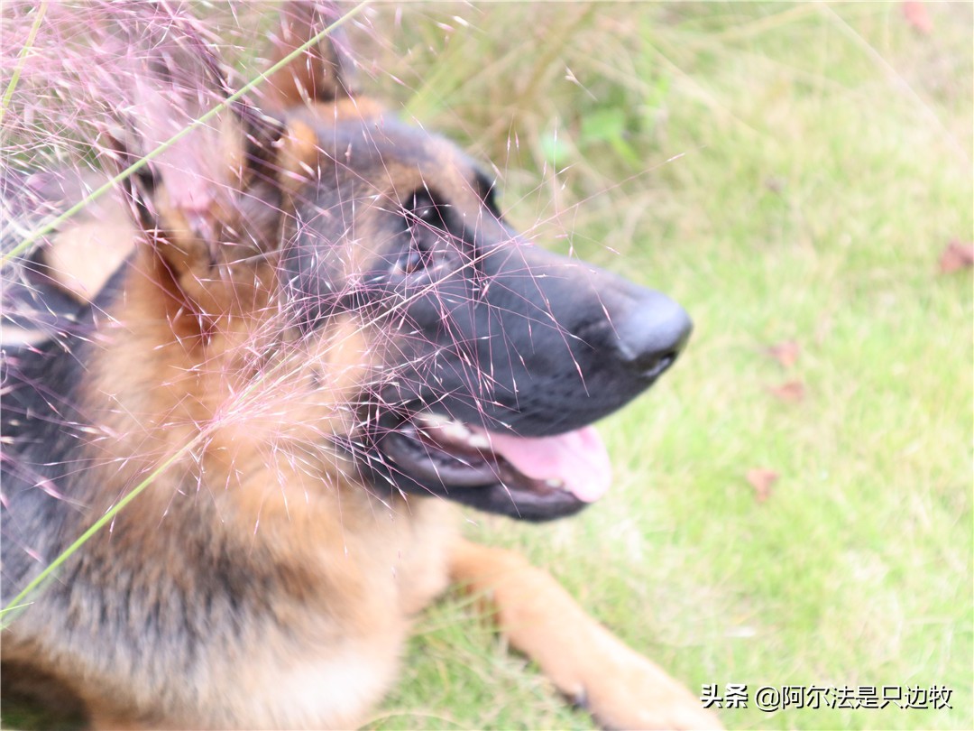 德牧讨人嫌,德牧为啥那么温顺