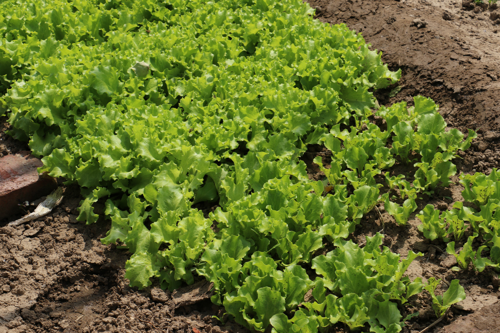 幼儿园自然农耕教育基地,幼儿园菜园建设