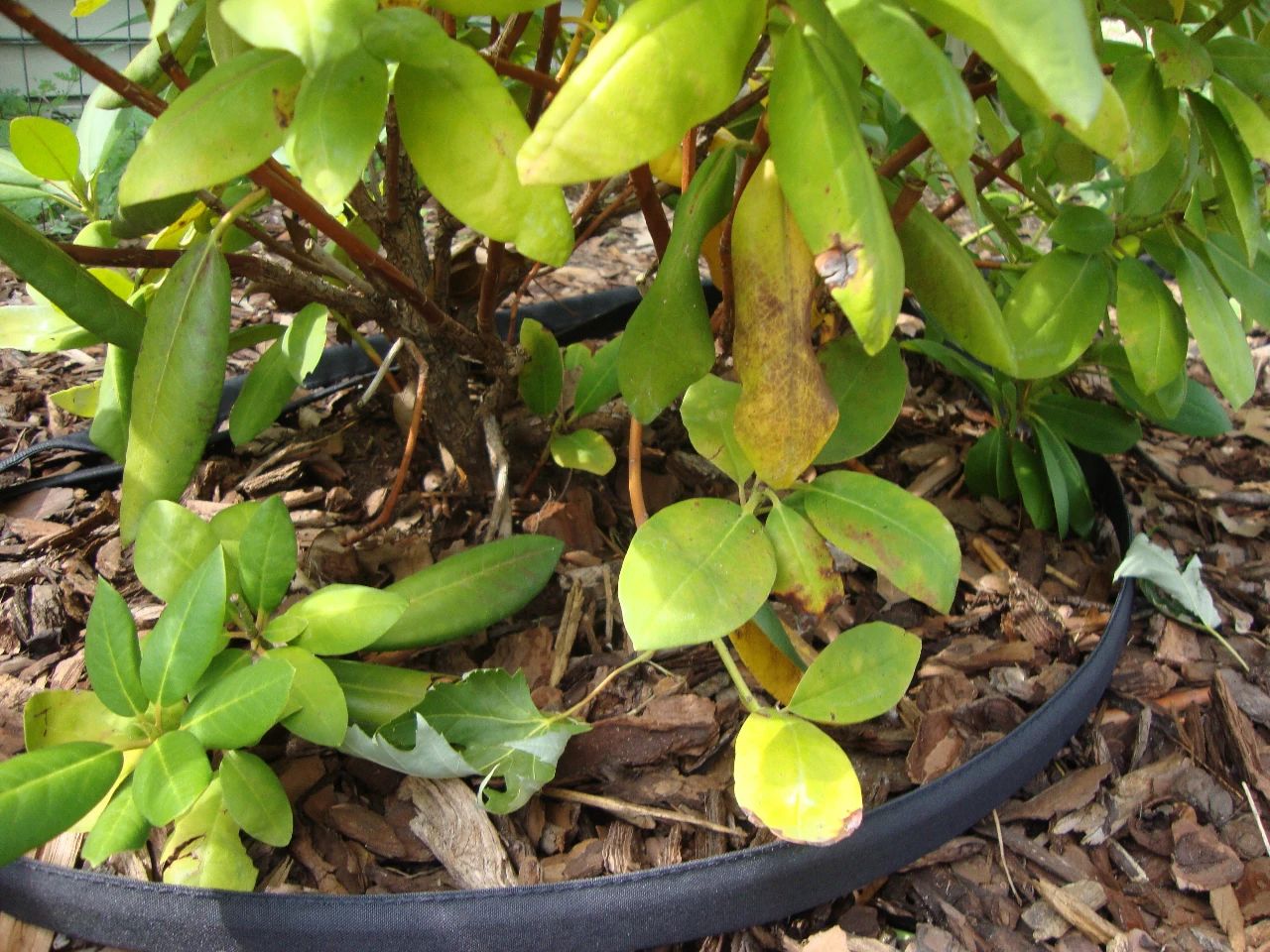 杜鹃花成了光杆戴上塑料袋能活吗,杜鹃花掉花苞后如何管理