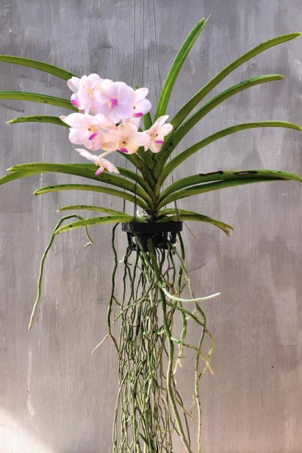 吊兰君子兰哪个好养护,君子兰吊兰图片欣赏