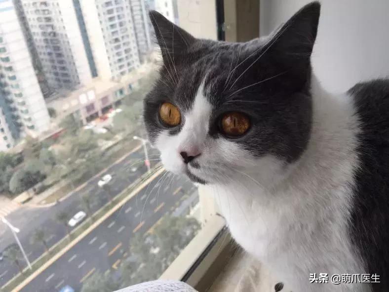 猫咪舔鼻子代表着什么,猫咪舔鼻子是什么原因