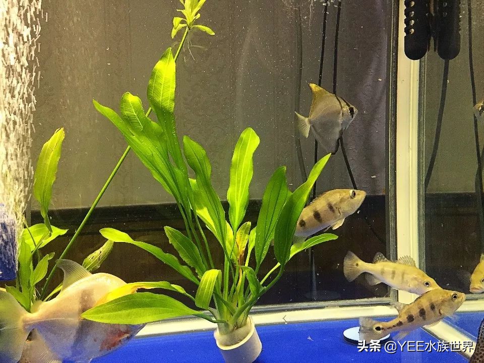 灵动小汽水鱼，硬配龙鱼，生啃七彩