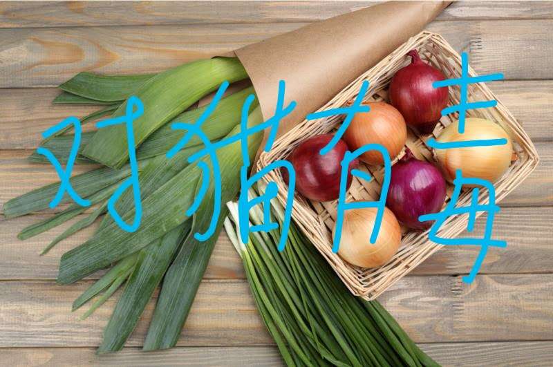 猫是肉食动物为什么它吃猫草,猫属于肉食动物一般不吃什么