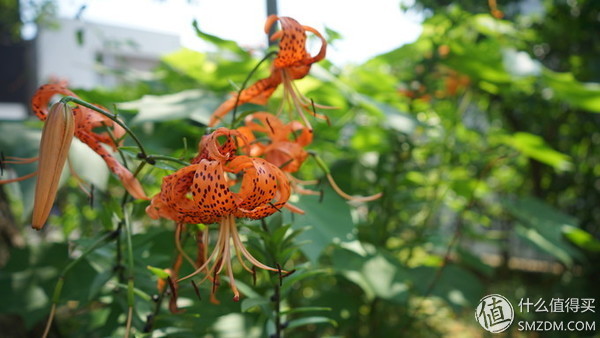 深度日本个人游攻略,日本旅游最后一日游攻略
