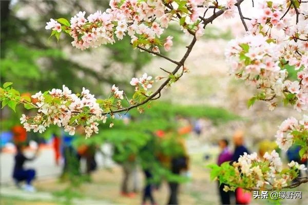 赏花好时节,赏花感言一句话