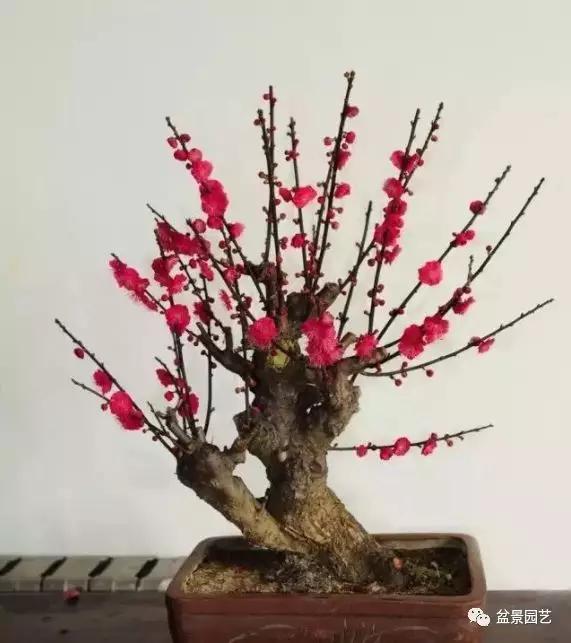 盆景制作方法视频梅花,红梅盆景嫁接的好还是原生的好