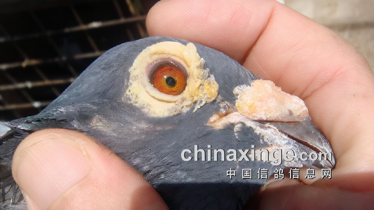 上海七旬老将的光耀：超远程结硕果公棚斩佳绩