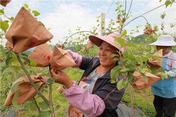 水果套袋现状,水果套袋取得较好经济的主要原因