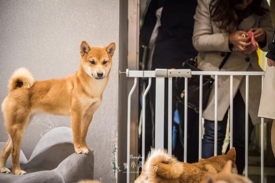 2019宠物排名,2022宠物排行榜