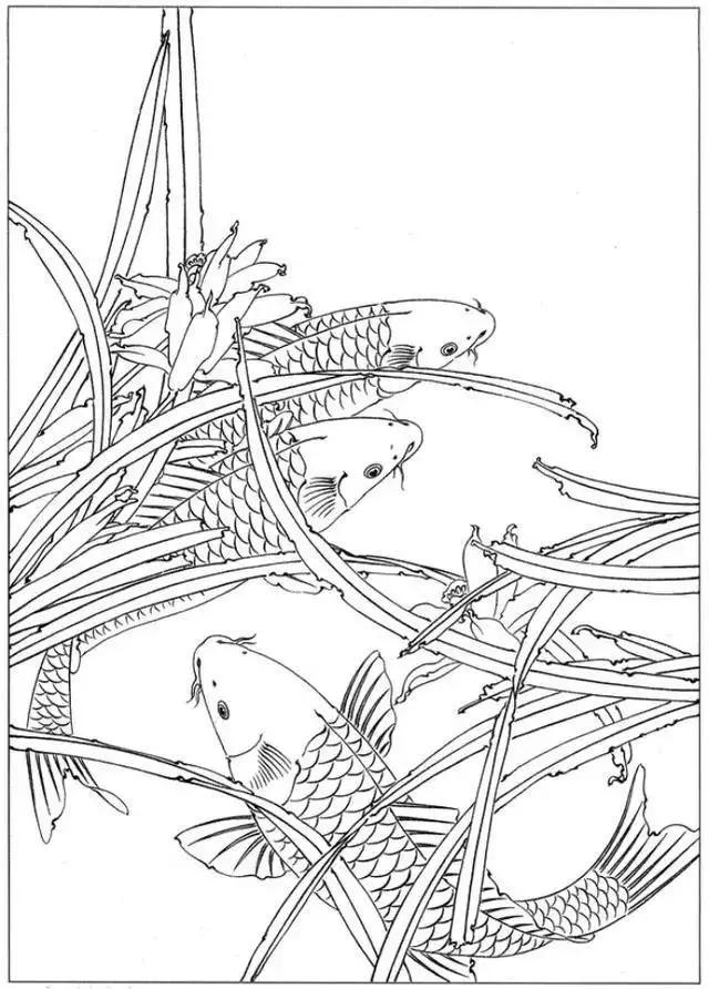 简单易画的工笔画线稿,各种鱼类工笔画图片