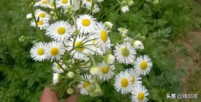 野菊花是蜜源植物不,菊花对蜜蜂有害吗