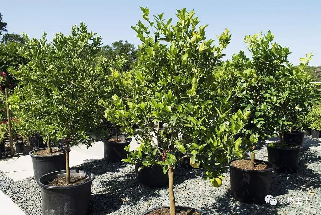 农村小本创业机器,小本创业最赚钱的20个项目有哪些