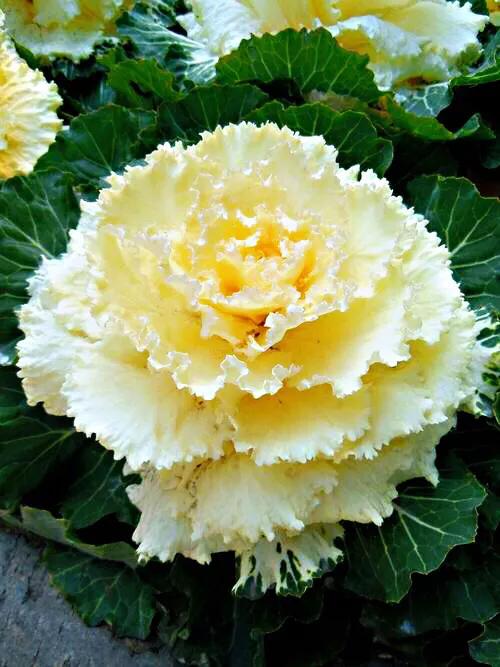 羽衣甘蓝开花图,好看的羽衣甘蓝