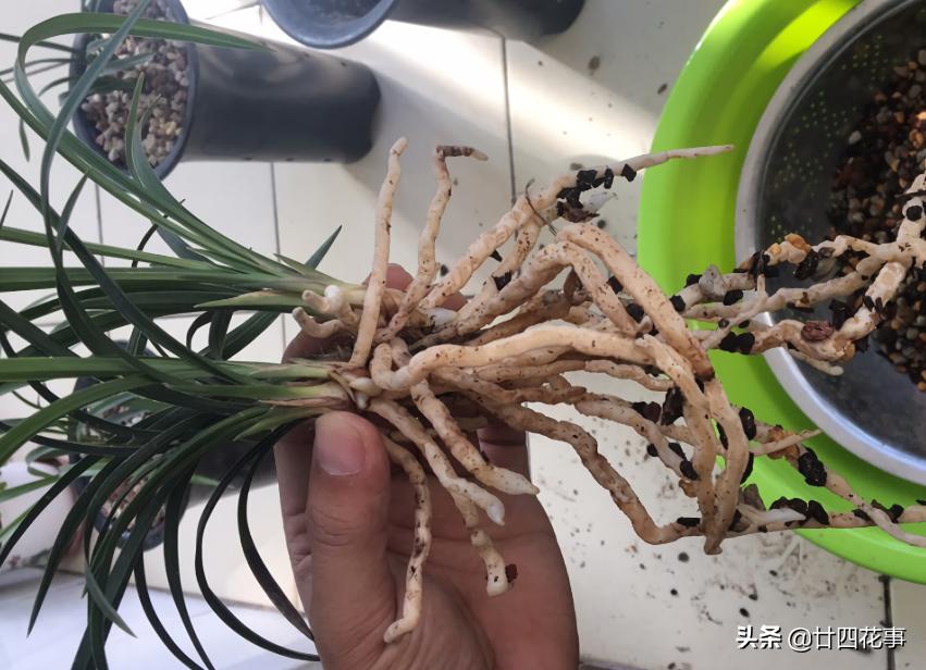 赤诚兰花上盆技巧,兰花如何养出爆盆的水晶根