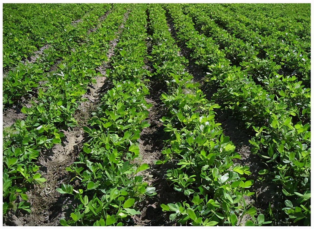 因为美，世界人民为何不爱它