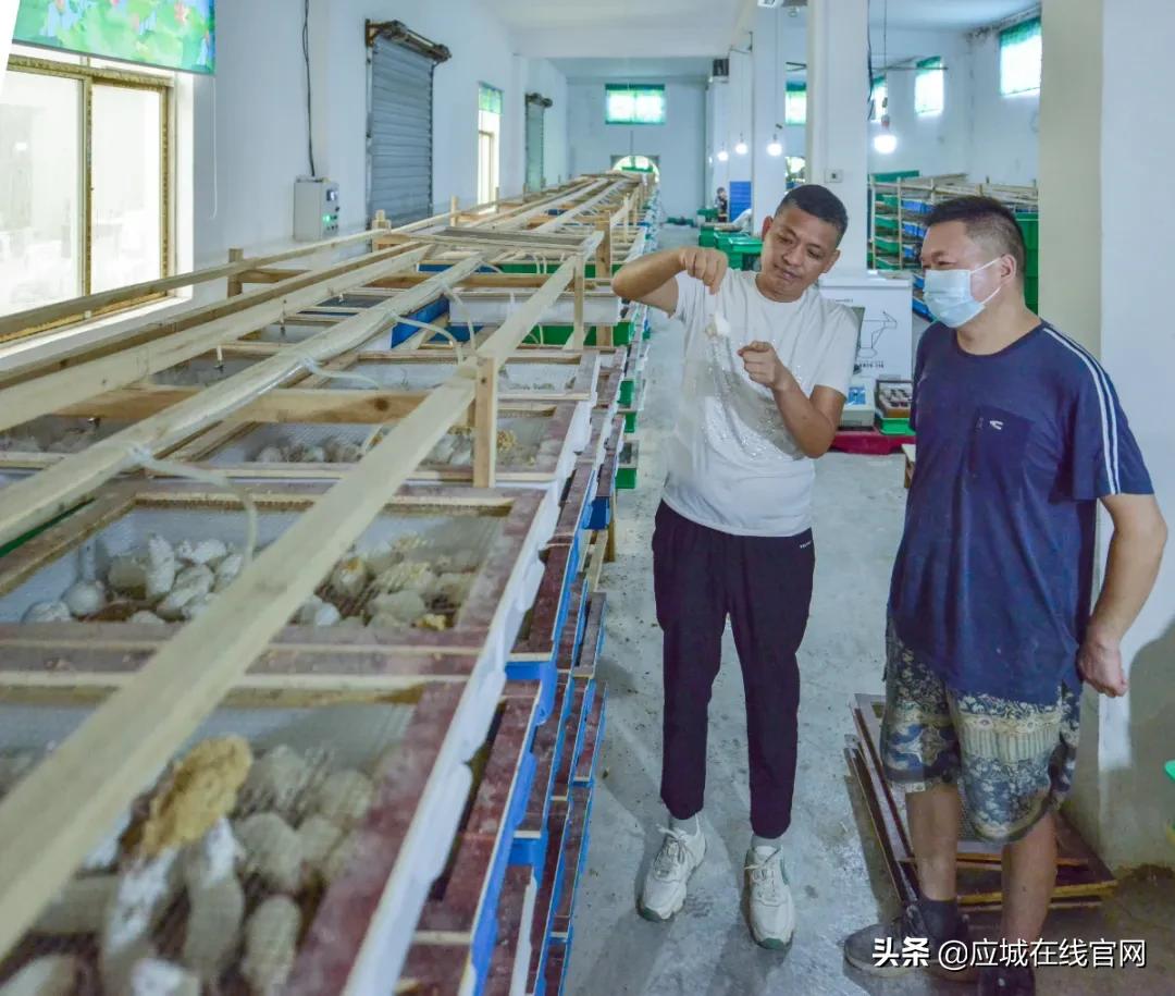 湖北应城：小小一只鼠，实现年创收千万元