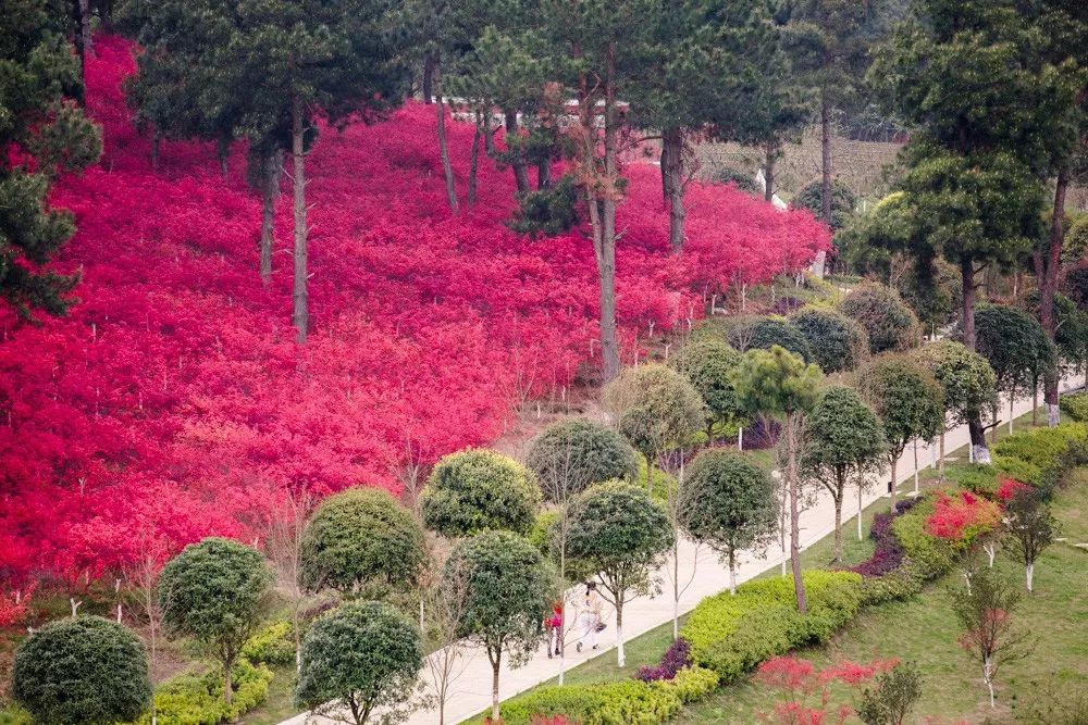 新堡·枫叶谷旅游度假区最新视频,枫叶谷旅游度假区优惠政策
